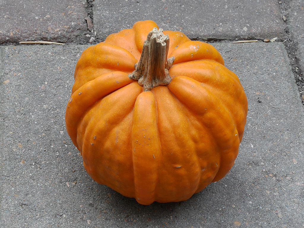 Photograph of an orange pumpkin